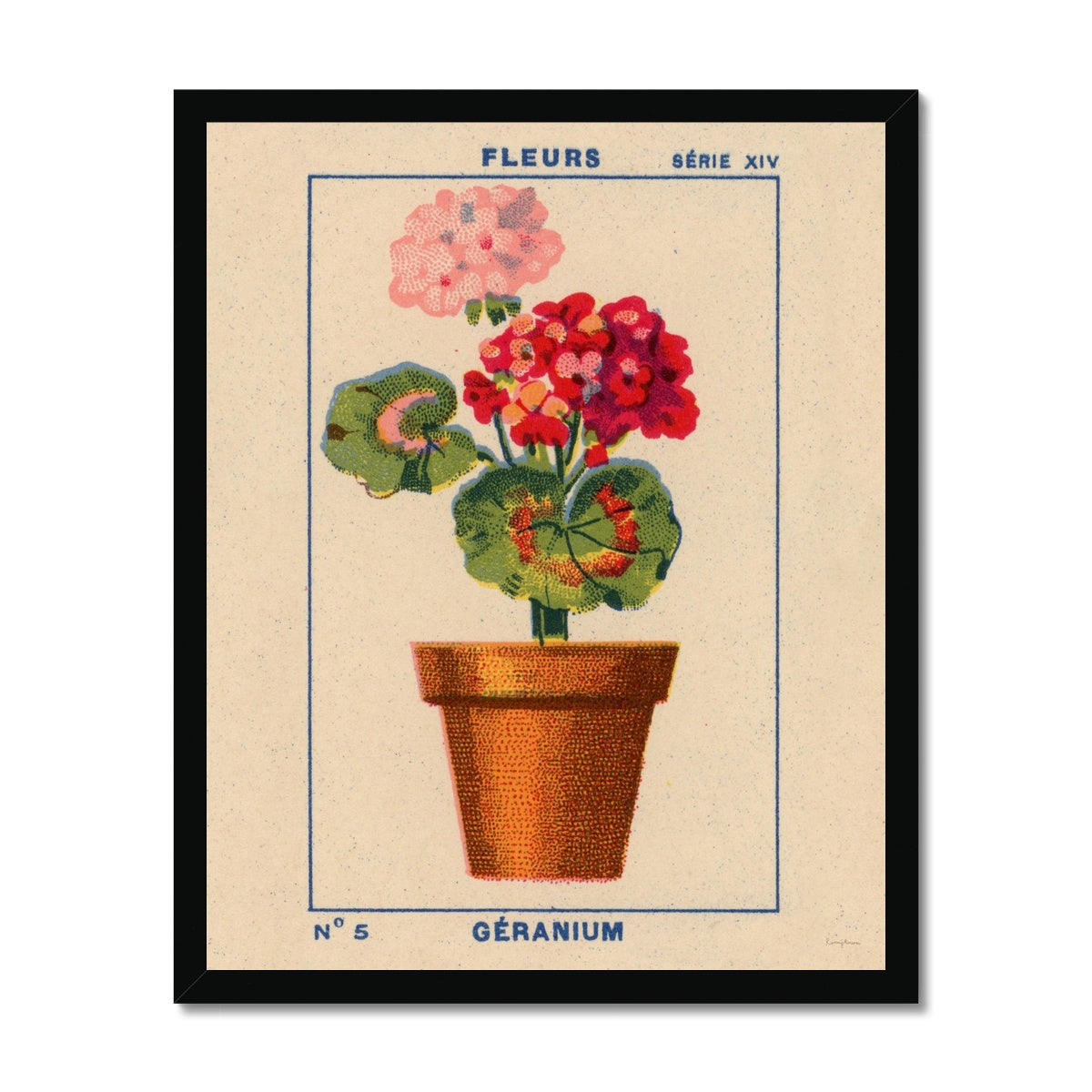 Geranium  Fine Art Print