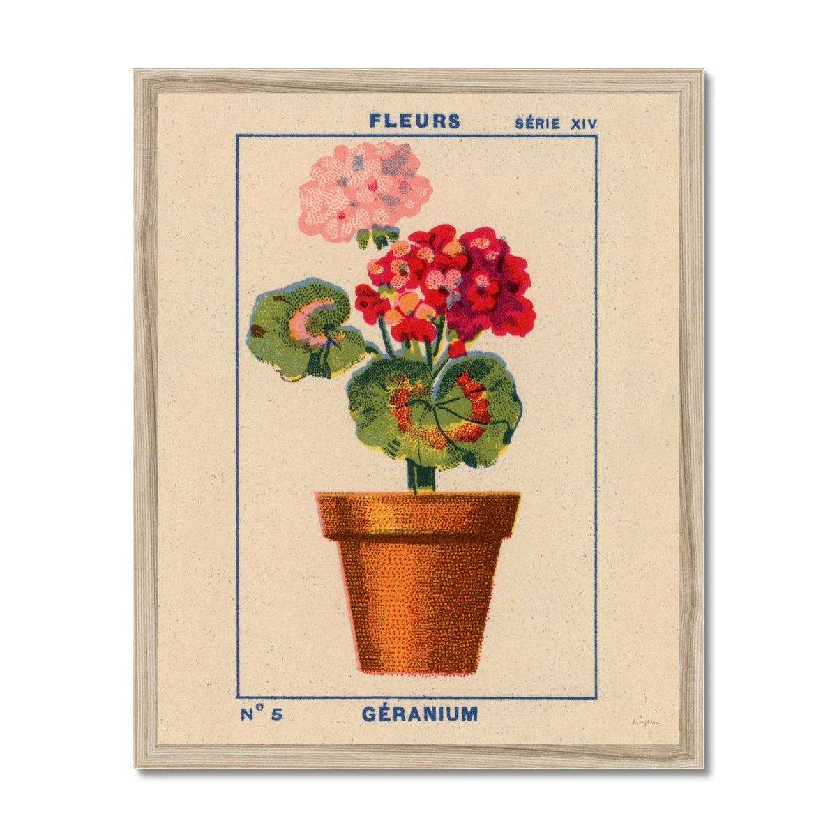 Geranium  Fine Art Print