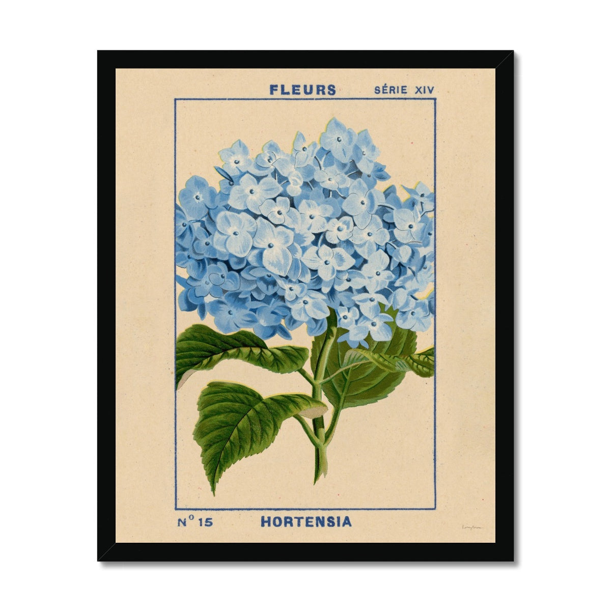 Hydrangea Fine Art Print