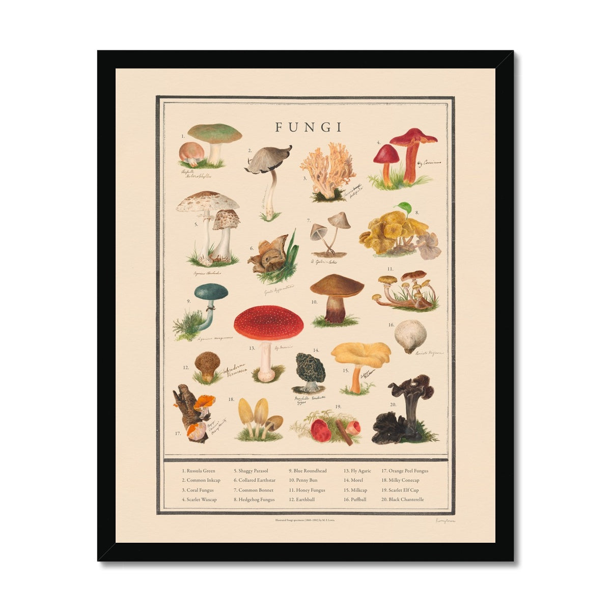 Fungi  Fine Art Print