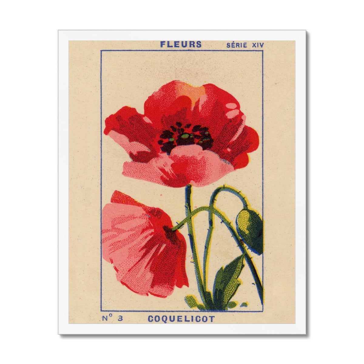 Coquelicot (Poppy)  Fine Art Print