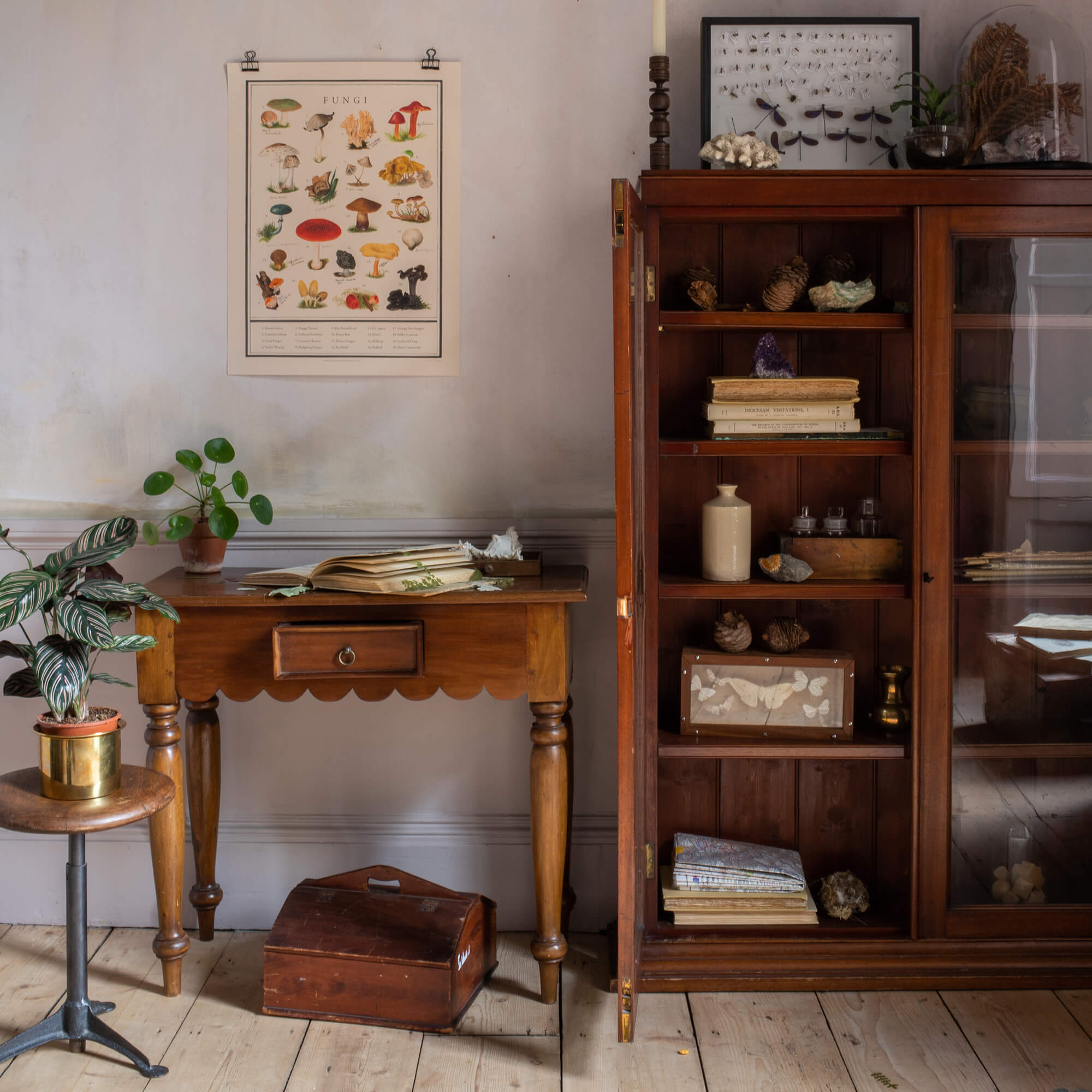 Fungi  Fine Art Print