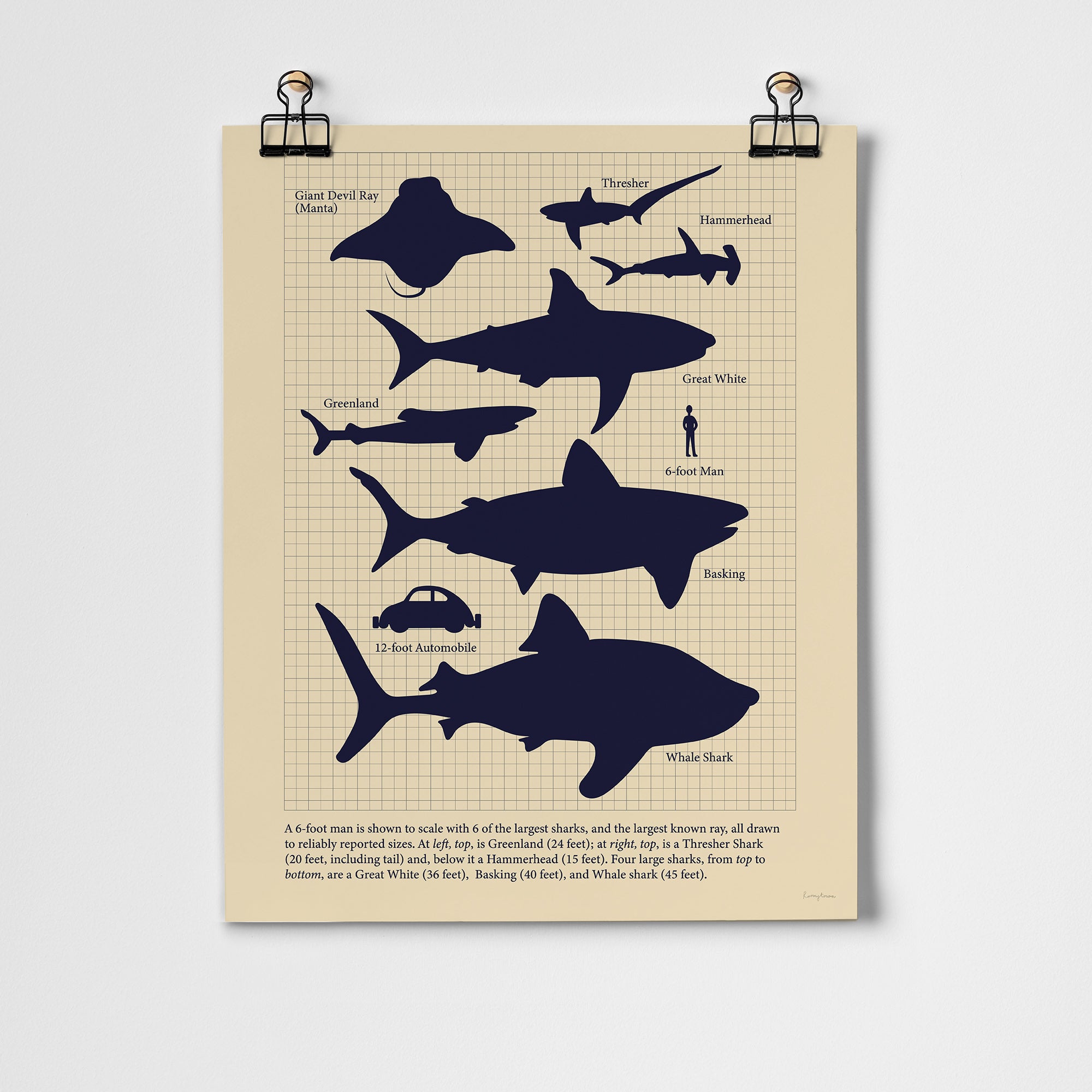 Vintage Sharks Fine Art Print