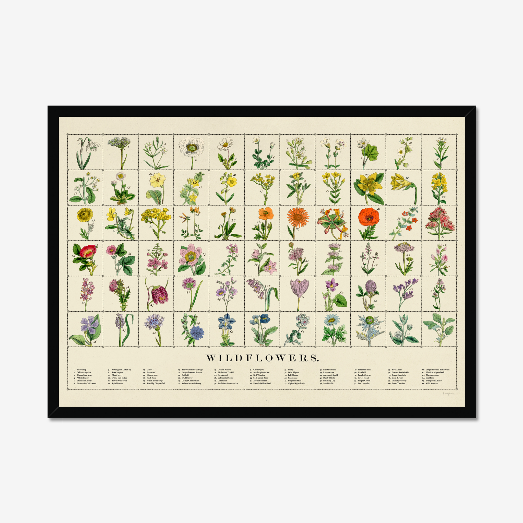 Wildflowers Fine Art Print