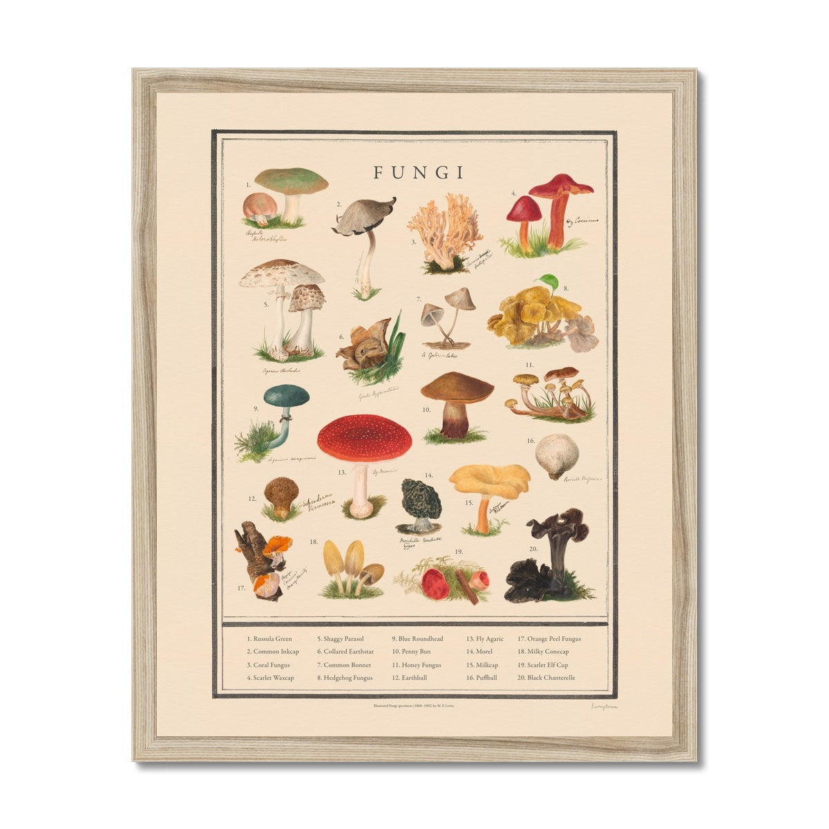 Fungi  Fine Art Print