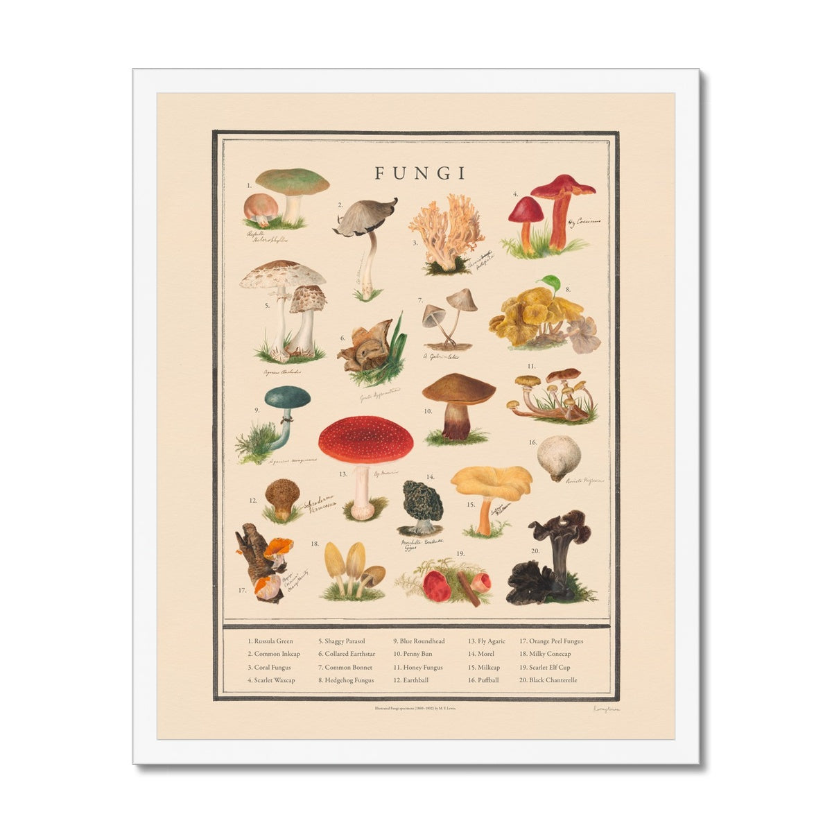Fungi  Fine Art Print