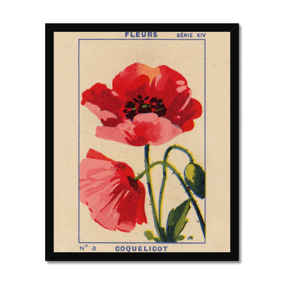 Coquelicot (Poppy)  Fine Art Print