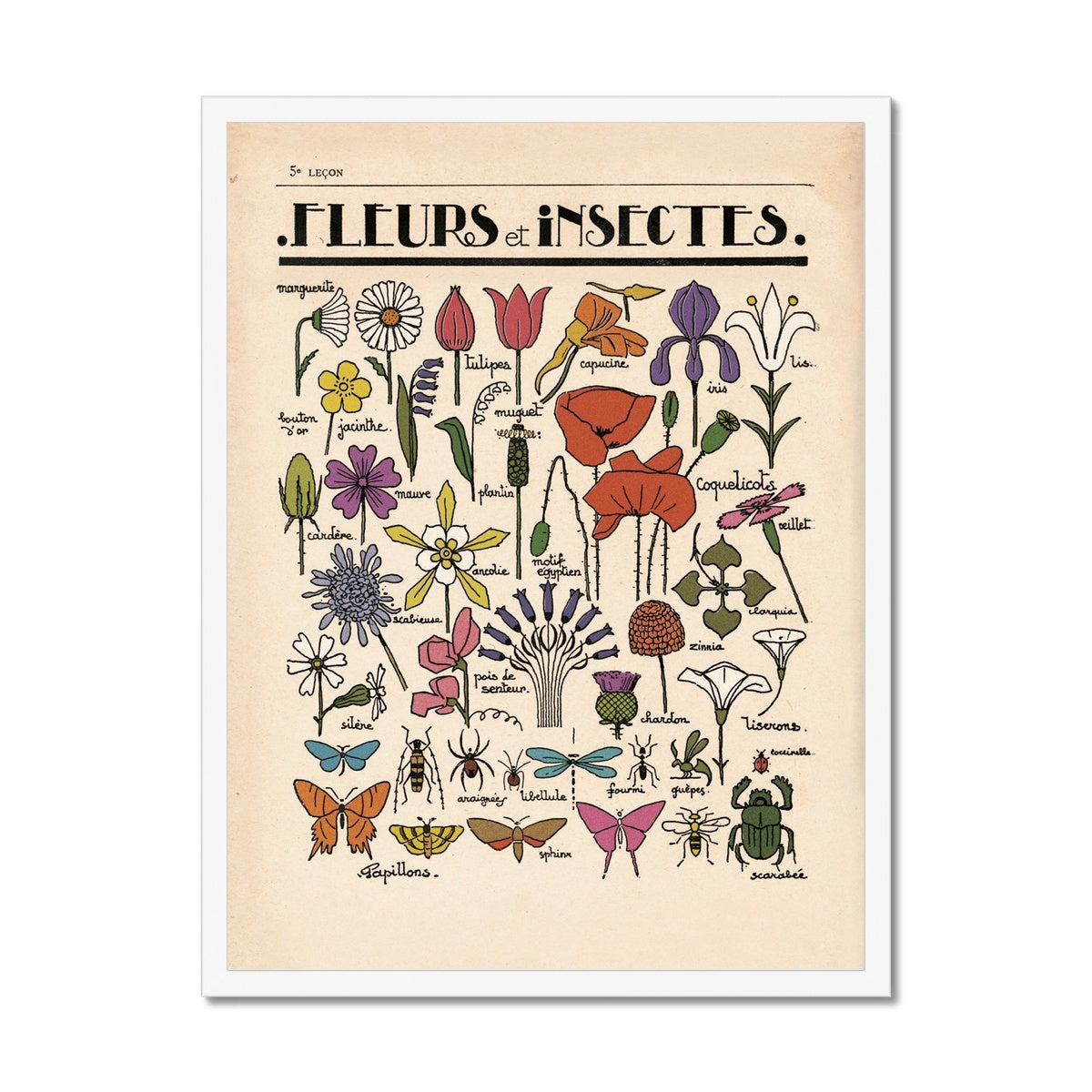 Fleurs et Insectes  Fine Art Print