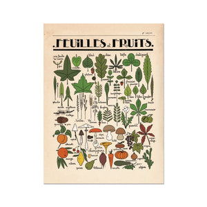 Feuilles et Fruits Fine Art Print
