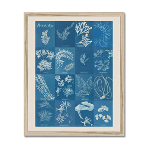 British Algae Cyanotype Impressions Framed Fine Art Print