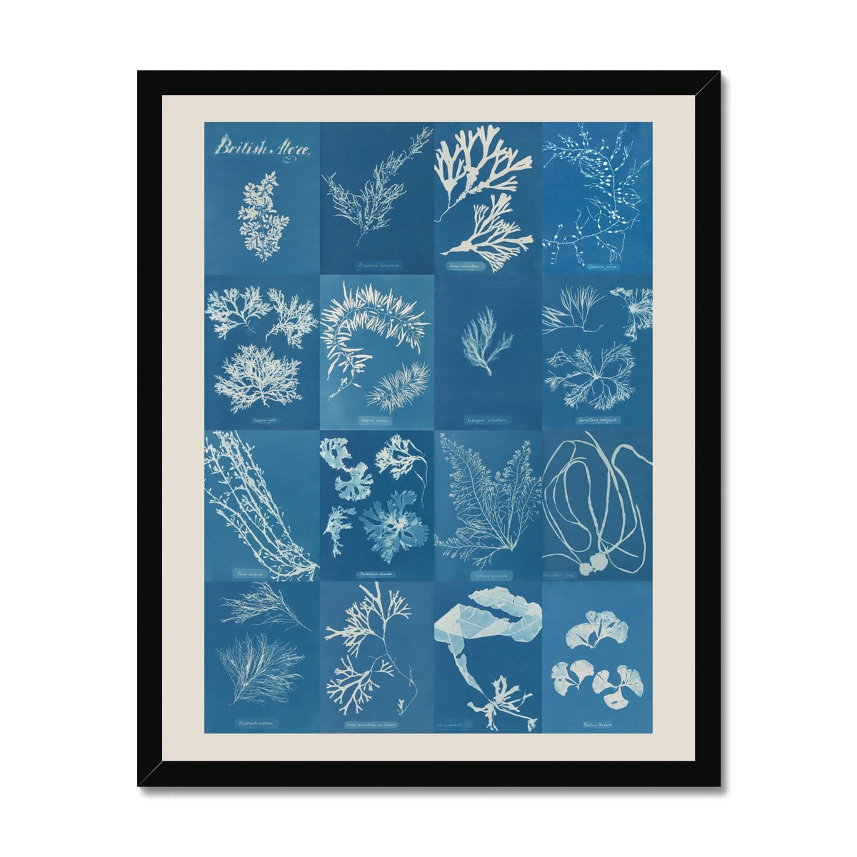 British Algae Cyanotype Impressions Framed Fine Art Print