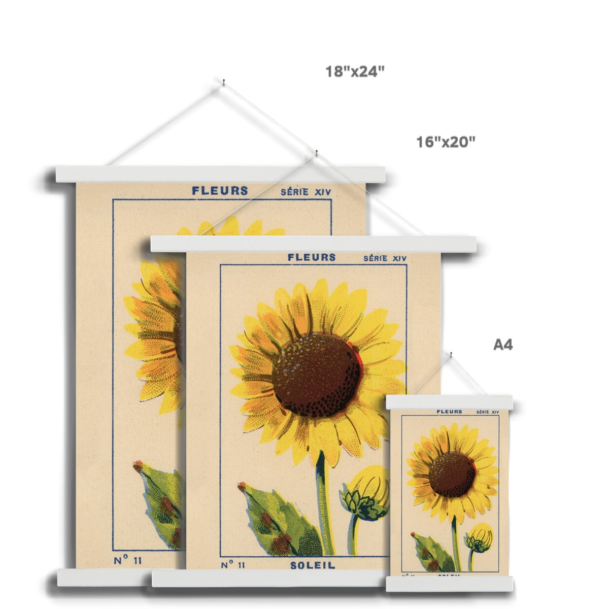 Soleil (Sunflower) Fine Art Print with Hanger