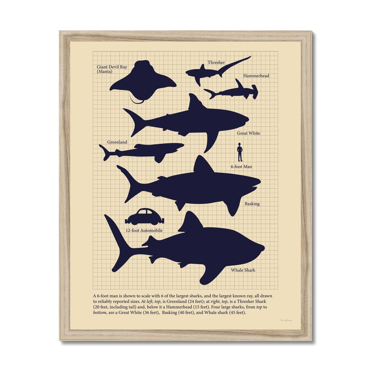 Vintage Sharks Framed Fine Art Print