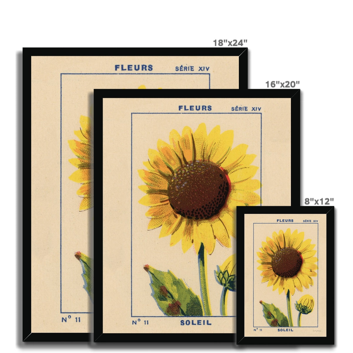 Soleil (Sunflower) Framed Fine Art Print