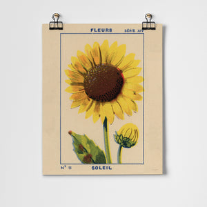 Soleil (Sunflower) Fine Art Print