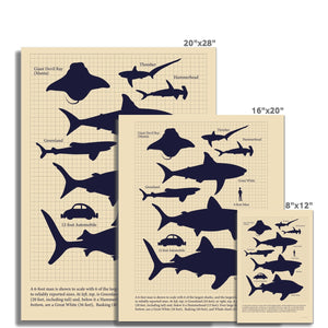 Vintage Sharks Fine Art Print