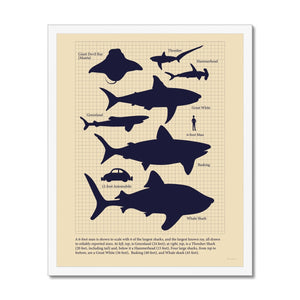 Vintage Sharks Framed Fine Art Print