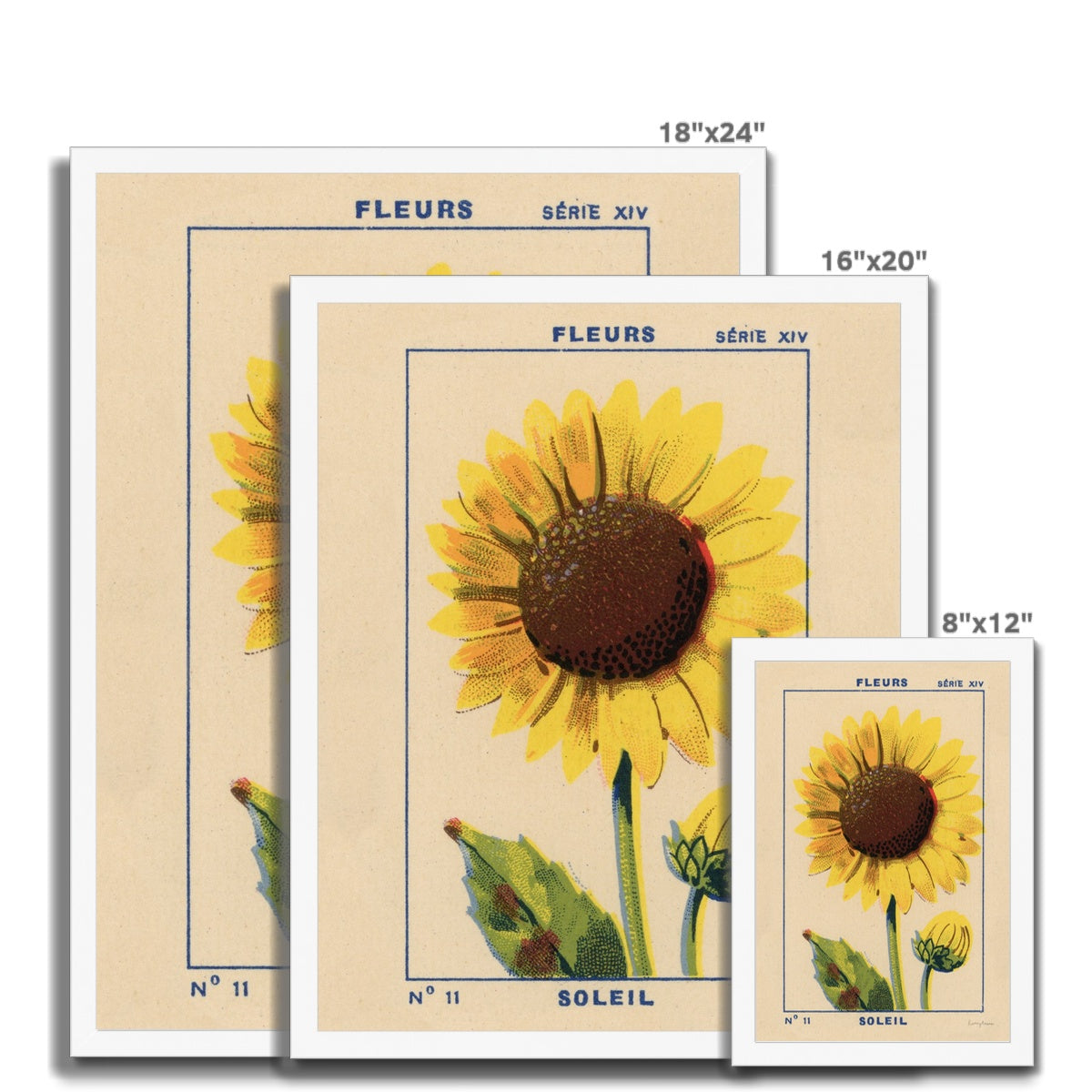 Soleil (Sunflower) Framed Fine Art Print