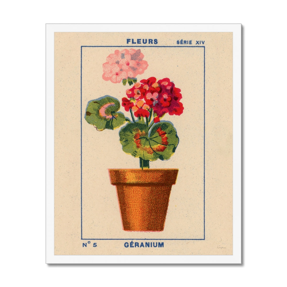 Geranium Framed Fine Art Print