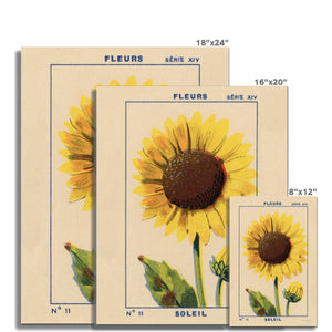 Soleil (Sunflower) Fine Art Print